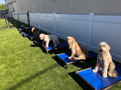 Dog day care in Highland Park Illinois Lakeshore K9 1