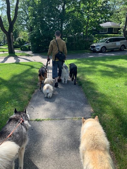 Dog day care in Highland Park Illinois North Shore Dog Psychology 1