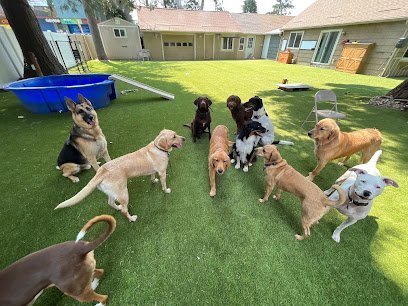 Dog day care in Hillsboro Oregon Grand Fur Lodge 1