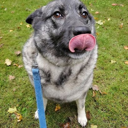 Dog day care in Hillsboro Oregon Laurel Acres Kennels 1
