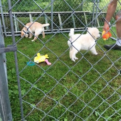 Dog day care in Hillsdale New York The Playyard and Home 1