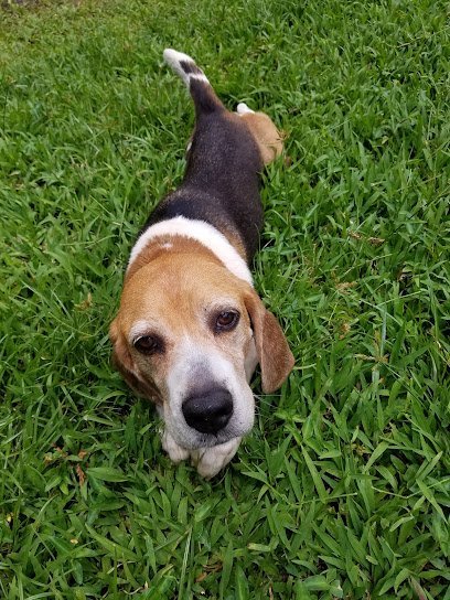 Dog day care in Hilo Hawaii Hilo Kennels 1