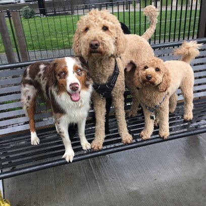 Dog day care in Hoboken New Jersey Dogboken of Hoboken 1