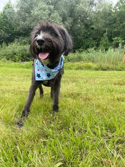 Dog day care in Hoboken New Jersey Urban Dog Fuzzybutz Dog Grooming Dog Walking Daycare and Boarding 1