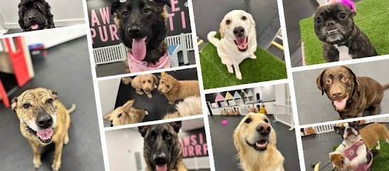 Dog day care in Holbrook Massachusetts Pawsitive Purrfection Pet Resort 1