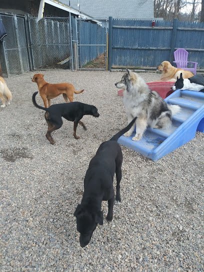 Dog day care in Holbrook Massachusetts Wicked Good Dog LLC 1