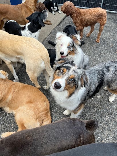 Dog day care in Holden Massachusetts You Lucky Dog 1