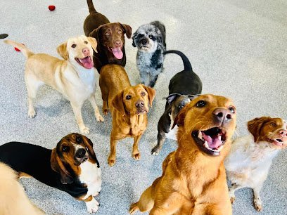 Dog day care in Holland Michigan Eddie and Barkus Holland 1