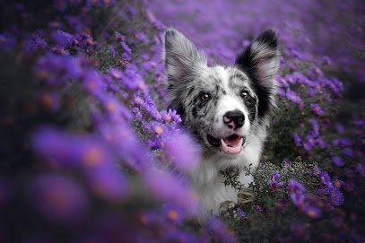 Dog day care in Holland Michigan Macatawa Dog Training 1