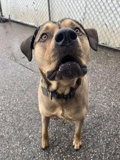 Dog day care in Holland Michigan Paradigm Dog School 1