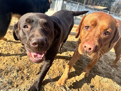 Dog day care in Hollis New Hampshire Village Sentry Pet Care LLC 1