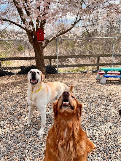 Dog day care in Holliston Massachusetts Holliston Meadows Pet Resort 1