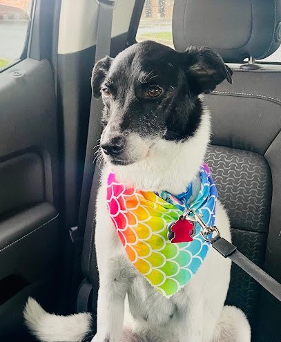 Dog day care in Holts Summit Missouri Loving Paws Pet Services Of Mid Mo LLC 1 1