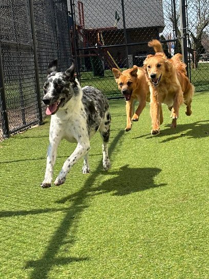 Dog day care in Homer Glen Illinois K 9 Couture Dog Boarding 1