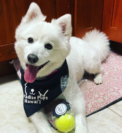 Dog day care in Honolulu Hawaii Paradise Pups Hawai i 1