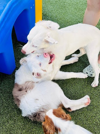 Dog day care in Hoschton Georgia Dog Mountain Pet Resort and Spa