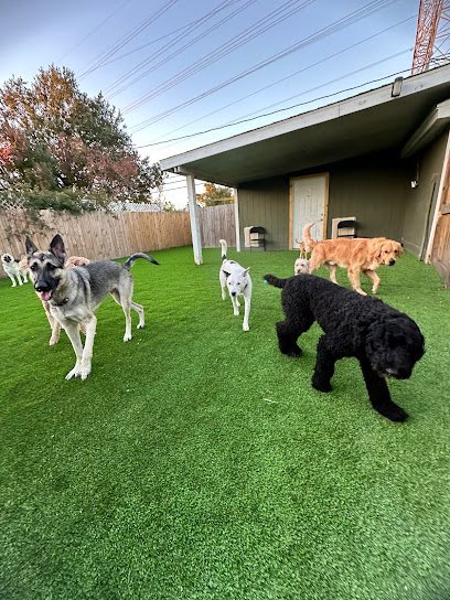 Dog day care in Houston Texas Action Day Dog Daycare Boarding 1
