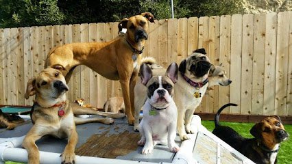 Dog day care in Houston Texas Camp Run A Mutt Houston Galleria 1