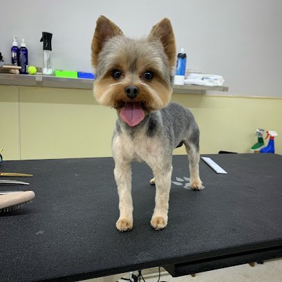 Dog day care in Houston Texas Copperfield Dog 1