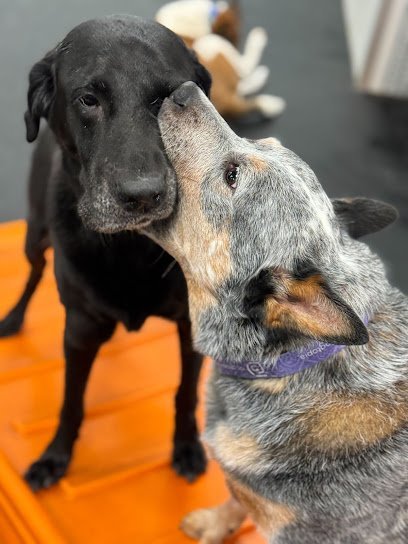 Dog day care in Houston Texas Dogtopia of Houston Waugh Dr 1