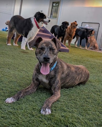 Dog day care in Houston Texas Dogtopia of Memorial 1