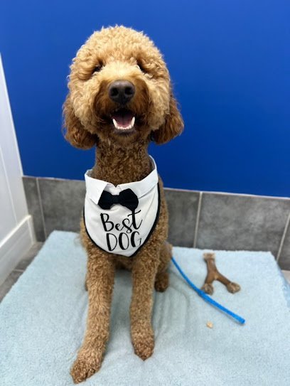 Dog day care in Houston Texas Hounds Town Houston Heights 1