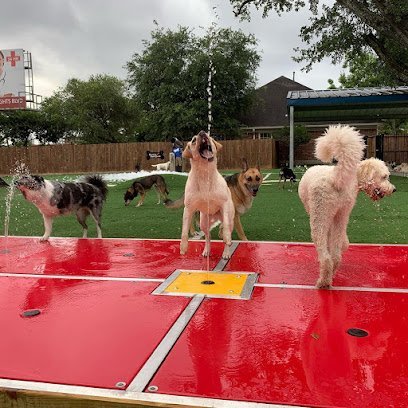 Dog day care in Houston Texas Houston Bark Park and Daycare 1