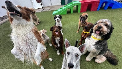 Dog day care in Houston Texas Jackson s Place Unleashed Pet Resort Bakery Dog Daycare Dog Boarding Dog Grooming Dog Training 1