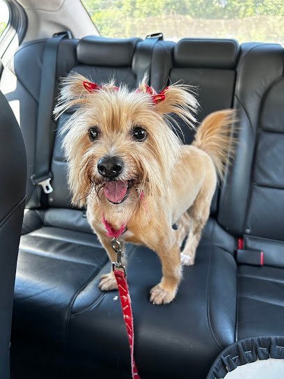 Dog day care in Houston Texas Norma Petcare 1