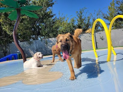 Dog day care in Houston Texas Pampered Pet Recreation Center 1
