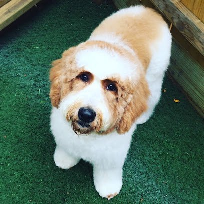 Dog day care in Houston Texas Pooch In the City 1