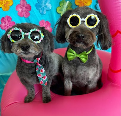 Dog day care in Houston Texas Preppy Pets Salon and Mobile 1