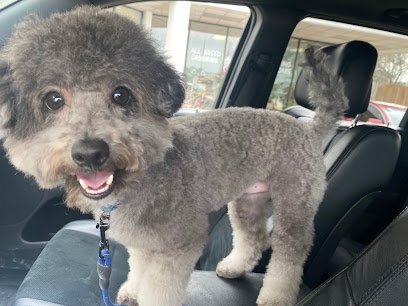 Dog day care in Houston Texas Puppy World Groom and Board 1