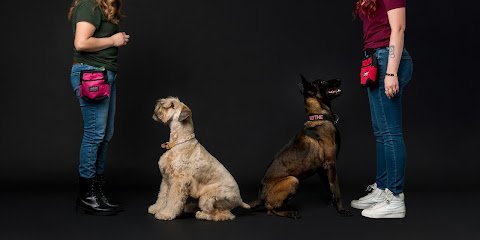 Dog day care in Houston Texas Revival Dog Training The Heights 1