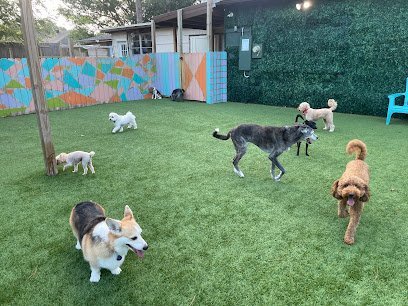 Dog day care in Houston Texas Super Paws  Dog Boarding Daycare 1