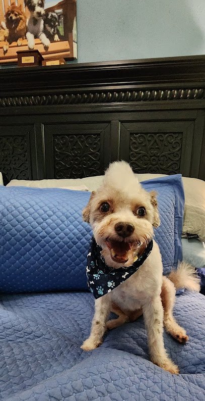 Dog day care in Houston Texas The Green Bone 1