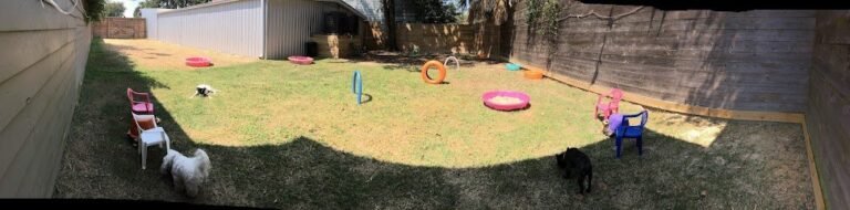 Dog day care in Houston Texas Yale Street Dog House 1 768x190