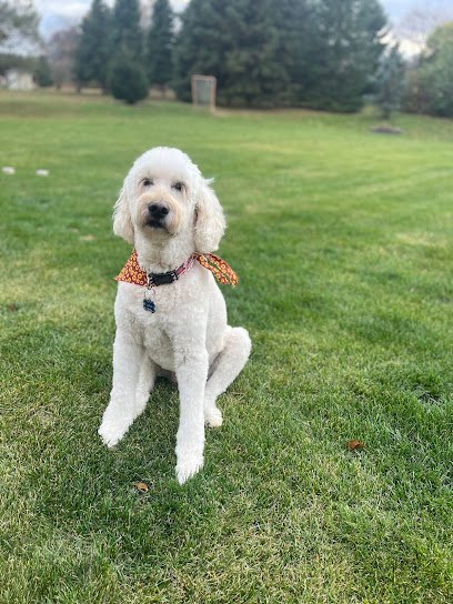 Dog day care in Howell Michigan Animal Crackers Pet Salon Kennel Doggy Daycare 1