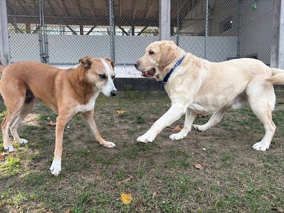 Dog day care in Howell Township New Jersey Highland Kennel LLC 1