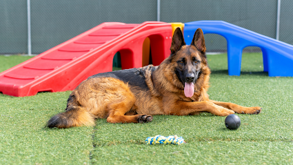 Dog day care in Hughesville Maryland Countryside Pet Resort 1