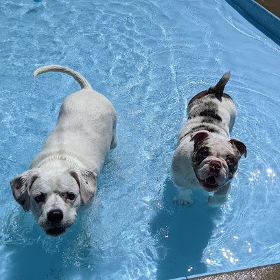 Dog day care in Hugo Minnesota Oneka Pet Resort 1