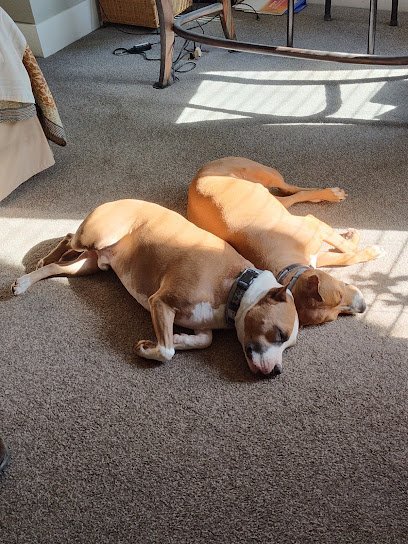 Dog day care in Hull Georgia Four Seasons Pet Resort