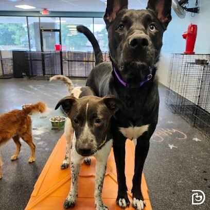 Dog day care in Humble Texas Dogtopia of Atascocita 1