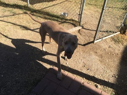 Dog day care in Hurst Texas Pup Hub Dog Boarding 1