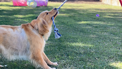 Dog day care in Hutto Texas Amie s At Home Pet Care 1