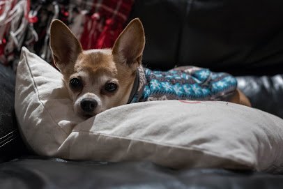 Dog day care in Indian Head Maryland Five Pups Dog Daycare Boarding 1