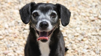 Dog day care in Indian Trail North Carolina Charlotte Kennels 1