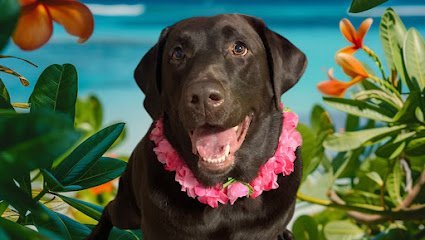 Dog day care in Indianapolis Indiana Fetch Dog Resort 1