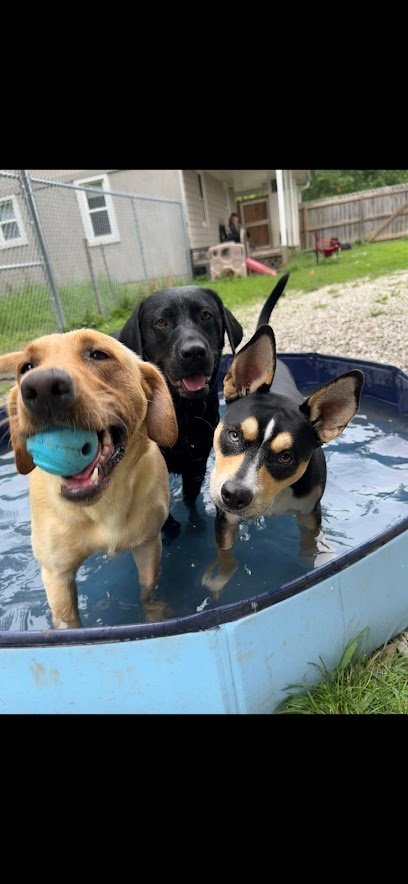 Dog day care in Indianapolis Indiana Happy Hounds 1