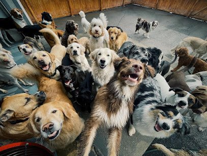 Dog day care in Indianapolis Indiana Indy Hound 1